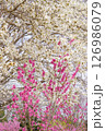 咲き誇るコブシの花とハナモモ 126986079