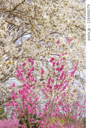 咲き誇るコブシの花とハナモモ 咲き誇るコブシの花とハナモモ 126986079