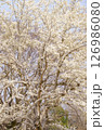 咲き誇るコブシの花 126986080