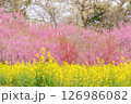 咲き誇るハナモモと菜の花 126986082