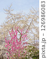 ハナモモとコブシの花 126986083