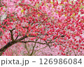 咲き誇るハナモモ 126986084
