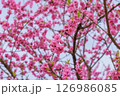 ピンクのハナモモ 126986085