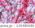 ピンクのハナモモ 126986086