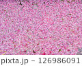 ハナモモの花びらの花筏 126986091