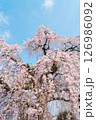 咲き誇る枝垂れ桜 126986092