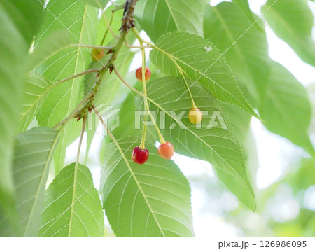 うす日を浴びたカラフルなサクランボ（春のわんぱーくこうち ） 126986095