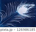 Feather Cyanotype. Artistic cyanotype of a delicate feather 126986185