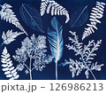 Cyanotype Leaves and Feather. A cyanotype featuring various leaves 126986213
