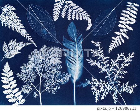 Cyanotype Leaves and Feather. A cyanotype featuring various leaves Cyanotype Leaves and Feather. A cyanotype featuring various leaves 126986213