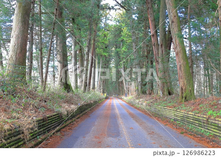 日光杉並木街道 例幣使街道/栃木県日光市 日光杉並木街道 例幣使街道/栃木県日光市 126986223