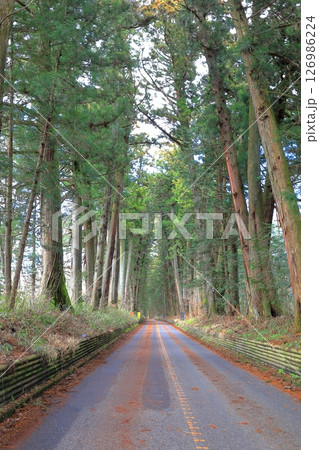 日光杉並木街道 例幣使街道／栃木県日光市 126986224