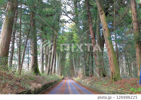 日光杉並木街道 例幣使街道/栃木県日光市 日光杉並木街道 例幣使街道/栃木県日光市 126986225