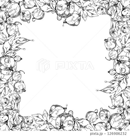 Currant gooseberry, leaves in water dew drops hand drawn in vector ink, scattered garden casseille berry. Isolated square border frame. Home preserves, textile, fresh food store, vegan recipe cards Currant gooseberry, leaves in water dew drops hand drawn in vector ink, scattered garden casseille berry. Isolated square border frame. Home preserves, textile, fresh food store, vegan recipe cards 126986232