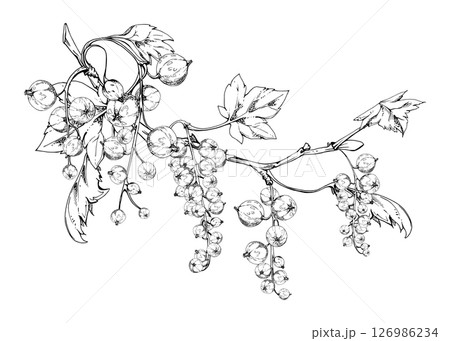 Currant gooseberry garden berry hanging on branches in group clusters with green leaves, hand drawn in vector ink. Isolated illustration for craft eco cosmetics, aroma candles, organic food jam labels 126986234