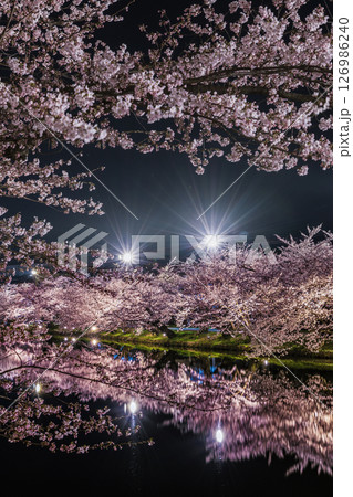 弘前さくら祭り 夜桜 桜まみれ03 弘前さくら祭り 夜桜 桜まみれ03 126986240