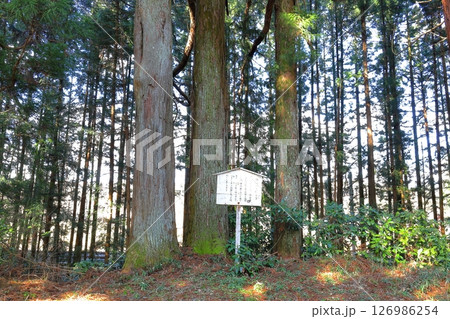 日光杉並木街道 日光街道 砲弾打込杉/栃木県日光市 日光杉並木街道 日光街道 砲弾打込杉/栃木県日光市 126986254