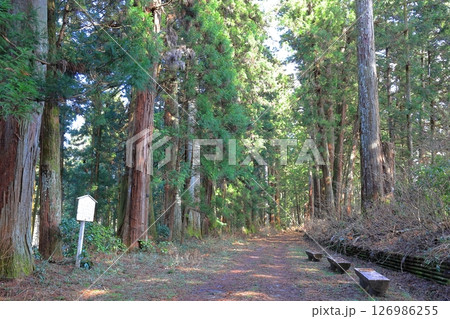 日光杉並木街道 日光街道 砲弾打込杉/栃木県日光市 日光杉並木街道 日光街道 砲弾打込杉/栃木県日光市 126986255