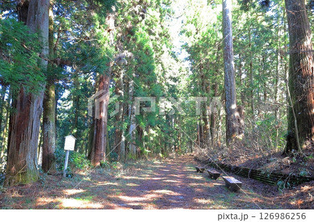 日光杉並木街道 日光街道 砲弾打込杉/栃木県日光市 日光杉並木街道 日光街道 砲弾打込杉/栃木県日光市 126986256