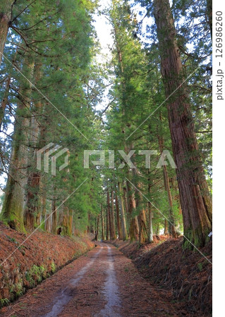 日光杉並木街道 日光街道/栃木県日光市 日光杉並木街道 日光街道/栃木県日光市 126986260
