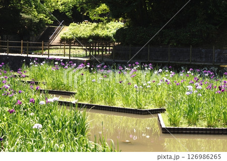 森の中の花菖蒲 森の中の花菖蒲 126986265