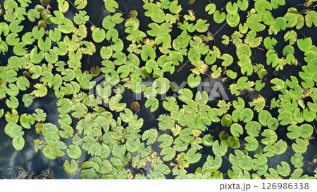 Still Waters and Lily Pads with Cloud reflection 126986338