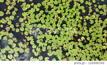 Still Waters and Lily Pads with Cloud reflection 126986340