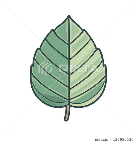 Single Green Leaf Illustration Nature Botany 126986536