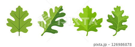 Oak Leaf Images High Quality Nature Photos Oak Leaf Images High Quality Nature Photos 126986878
