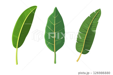 3 Green Leaves Tropical Botanical Nature Images 126986880
