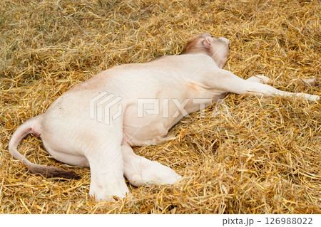 young calf of Swiss cattle breed 126988022