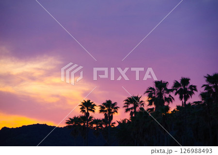 夕暮れとヤシの木 126988493