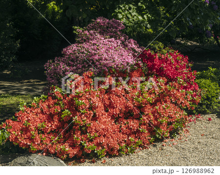 Colorful Garden with Blooming Azaleas in Pink, Red, and Orange Hues Colorful Garden with Blooming Azaleas in Pink, Red, and Orange Hues 126988962