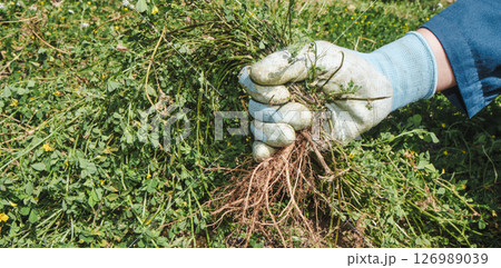 farmer man weeding a field by hand, banner 126989039