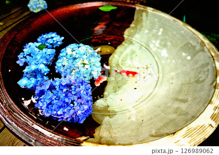 水に浮かぶ紫陽花 鎌倉明月院 水に浮かぶ紫陽花 鎌倉明月院 126989062