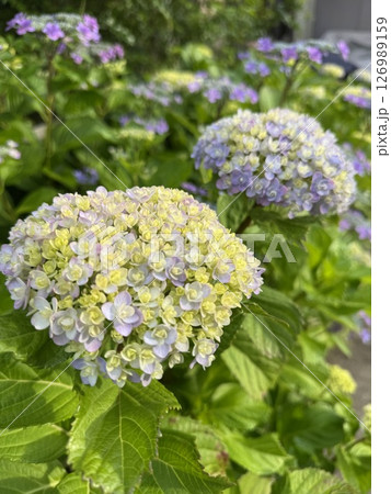 淡い色合いの紫陽花 淡い色合いの紫陽花 126989159