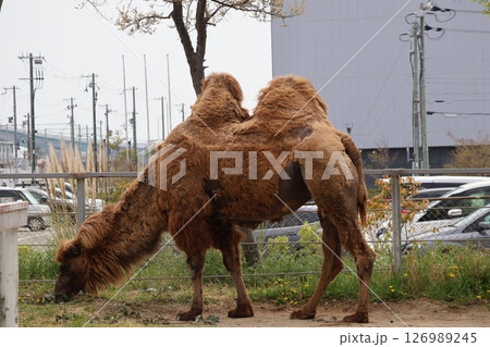 フタコブラクダのいる動物園の風景 126989245