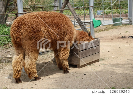 餌の木箱に顔を突っ込むアルパカのいる動物園の風景　 126989246