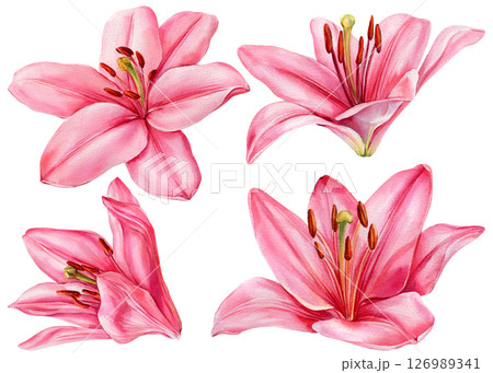Pink Lily Flowers Watercolor Clipart Set, Hand Painted Floral Botanical, Isolated Elegant Blooms for Wedding Invitation Design 126989341