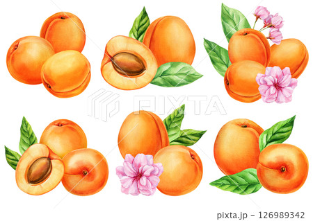 Watercolor apricot fruit set with leaves flowers, hand painted fresh apricots collection isolated on white, summer botanical food Watercolor apricot fruit set with leaves flowers, hand painted fresh apricots collection isolated on white, summer botanical food 126989342