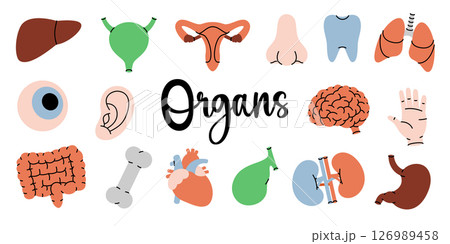 Human organs. Heart, kidneys, gallbladder, intestines, tooth, brain, lungs, stomach, liver, reproductive system, eye, hand, nose, bone, ear, bladder. 126989458