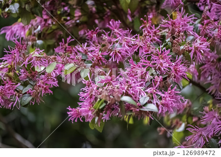 紅花常盤満作　 126989472