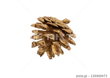 One golden pine cone on a white background 126989473