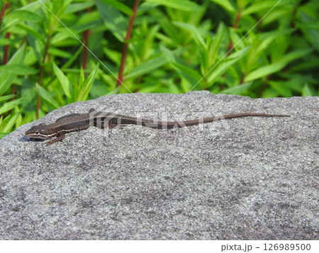 ニホンカナヘビ 126989500