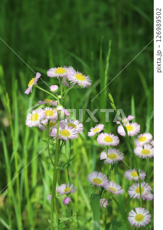 春の野原に咲くハルジオンのピンク色の花 春の野原に咲くハルジオンのピンク色の花 126989502