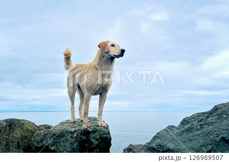 Labrador dog pet walking along the sea Labrador dog pet walking along the sea 126989507