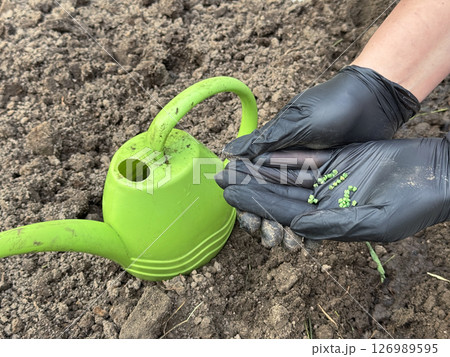 Female hands in black rubber gloves. Beet seeds on the palm. Against the background of fertile soil on a garden bed. Vegetable garden planting. 126989595