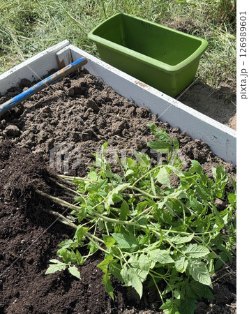 A tall garden bed with a wooden base, filled with fertile soil. Tomato seedlings lie on it before planting in the bed. 126989601