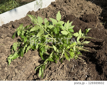 A tall garden bed with a wooden base, filled with fertile soil. Tomato seedlings lie on it before planting in the bed. 126989602