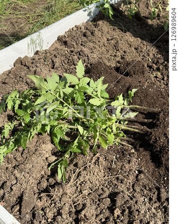 A tall garden bed with a wooden base, filled with fertile soil. Tomato seedlings lie on it before planting in the bed. A tall garden bed with a wooden base, filled with fertile soil. Tomato seedlings lie on it before planting in the bed. 126989604